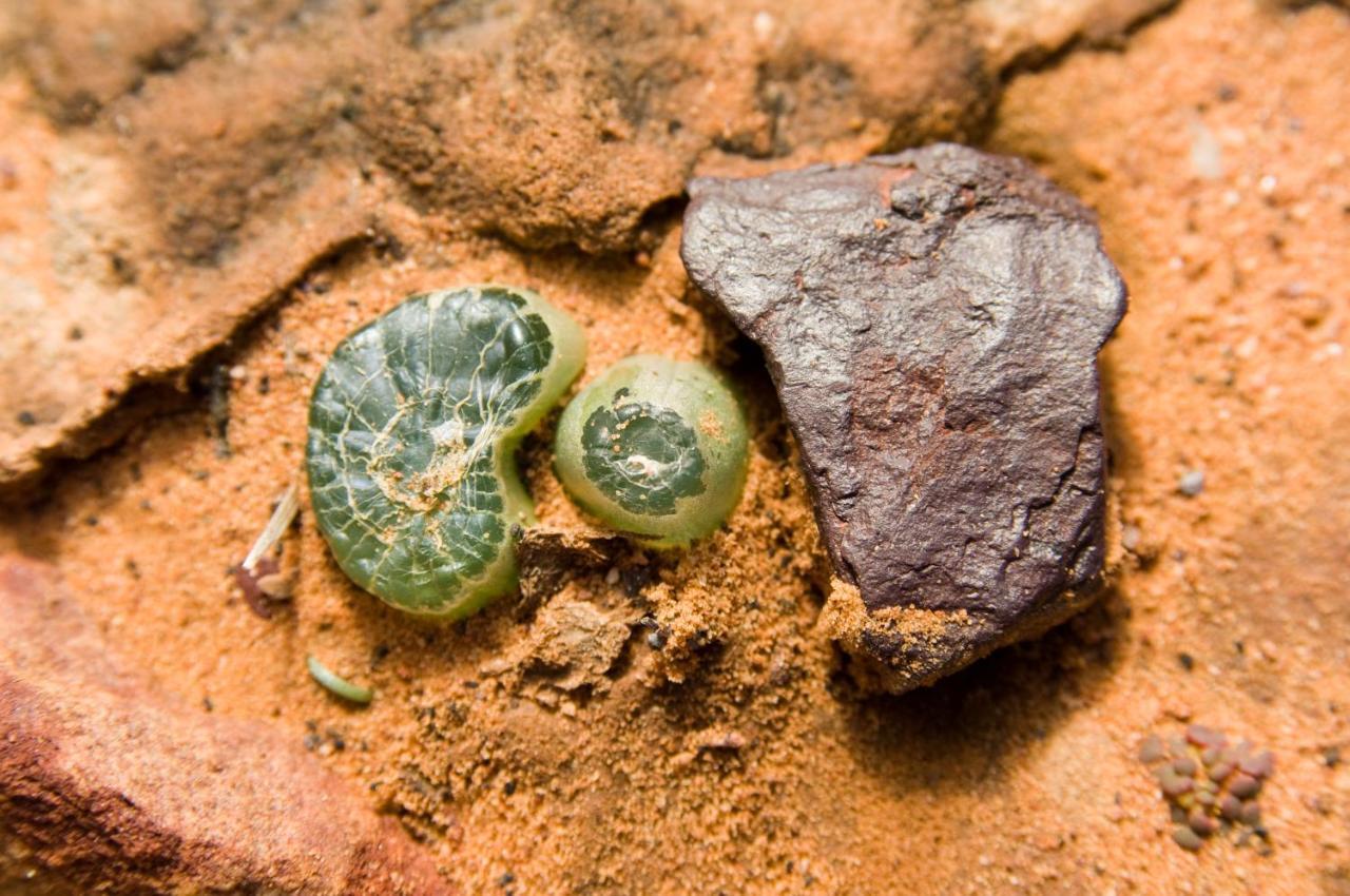 Gecko Rock Private Nature Reserve Goedgemoed Екстериор снимка